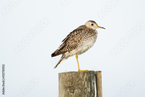 Upland sandpiper perched on fencepost photo