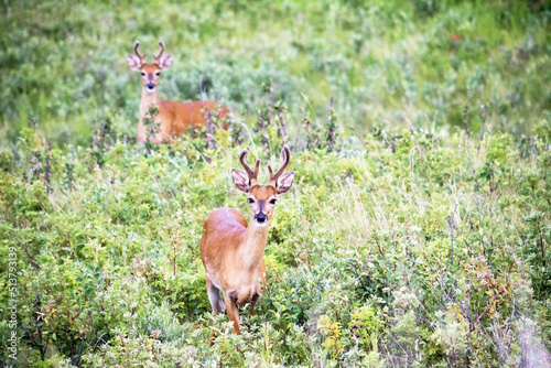 Fototapeta Naklejka Na Ścianę i Meble -  Two white-tailed deer in shrub