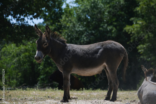 Mini donkey standing in Texas farm field during summer.
