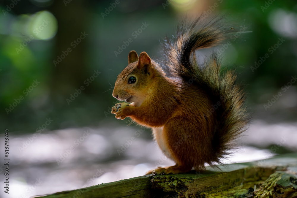 Cute and funny red squirrel is eating nut in the forest with bright bokeh background Cute and funny red squirrel is eating nut in the forest with bright bokeh background