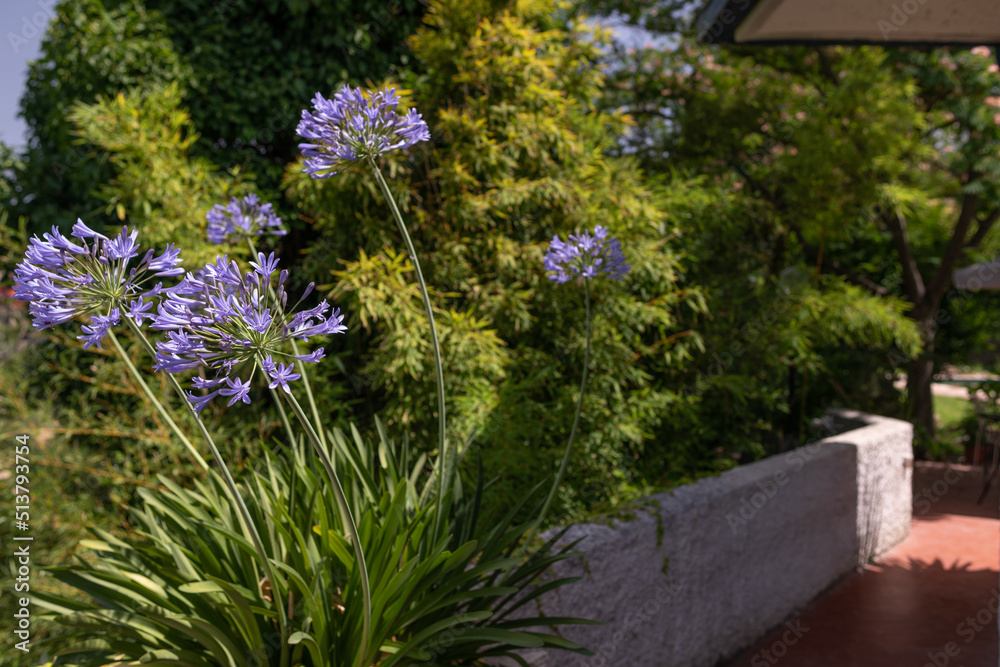 Obraz premium Blue Agapanthus flowers blossoming on a sunny terrace with lush green bamboo in the background