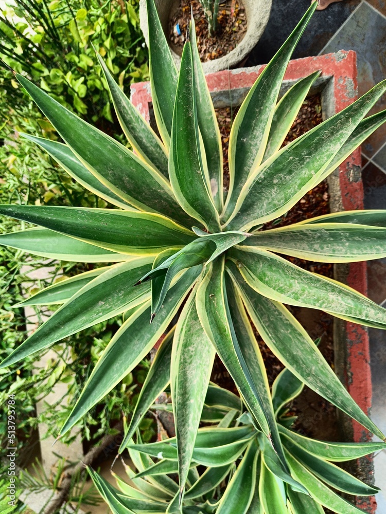 Fototapeta premium close up of aloe