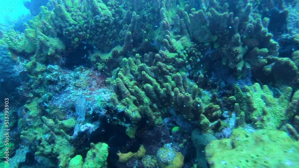 Corals and reefs seen in Fernando de Noronha archipelago, Brazil. Scuba diving Corals and reefs seen in Fernando de Noronha archipelago, Brazil. Scuba diving