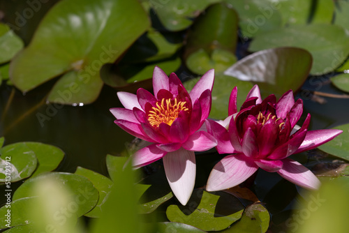 Pink water lilies  Nympheae  in a pond