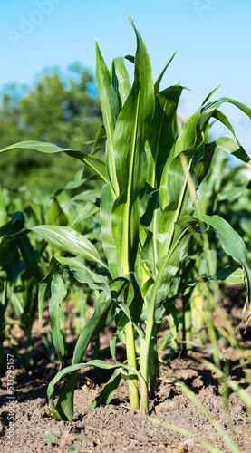 corn growing on the field in summer