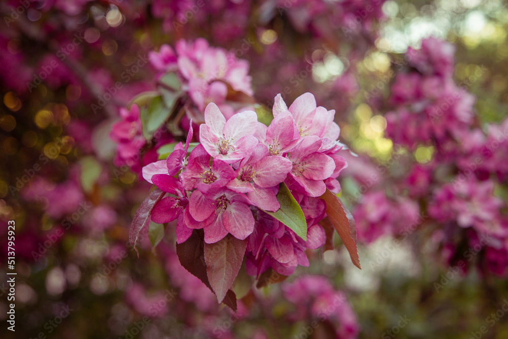 Beautiful desktop wallpapers. a tree branch with flowers. blooming apple tree. pink flowers on the branches of an apple tree Beautiful desktop wallpapers. a tree branch with flowers. blooming apple tree. pink flowers on the branches of an apple tree