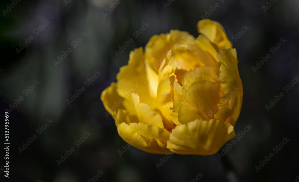 isolated flower close-up. macro photography. Tulip close-up. Beautiful desktop wallpapers. Background with a large flower. yellow tulip isolated flower close-up. macro photography. Tulip close-up. Beautiful desktop wallpapers. Background with a large flower. yellow tulip