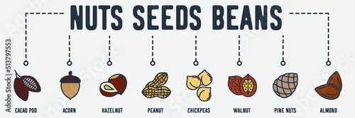 Nuts, seeds and beans banner web icon. cacao pod, acorn, hazelnut, peanut, chickpeas, walnut, pine nuts, almond vector illustration concept.