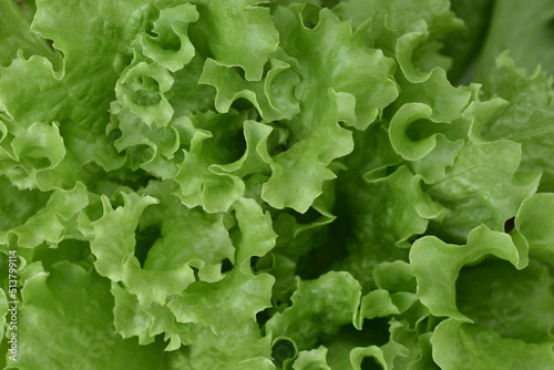Green salad Lactúca satíva on the garden bed close-up