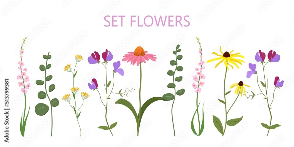 horizontal set of summer flowers vector, wildflowers,
 yellow chamomile, echinacea, pink flowers, green branches