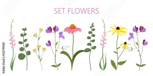 horizontal set of summer flowers vector, wildflowers,  yellow chamomile, echinacea, pink flowers, green branches © Anna