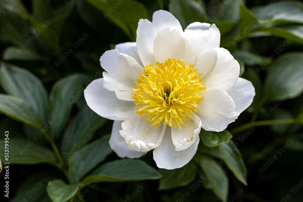 Close up of a Wood Anemone or Anemonoides nemorosa Close up of a Wood Anemone or Anemonoides nemorosa