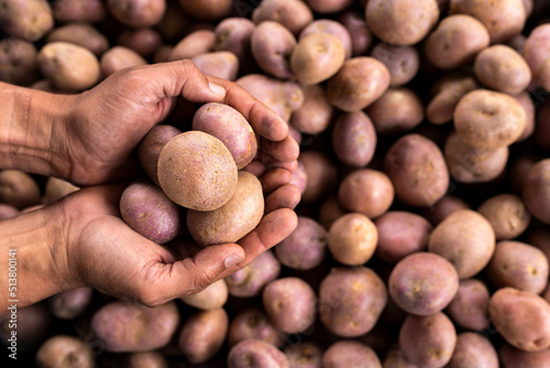 Potatoes in the hands of the farmer in the Colombian market square - Solanum tuberosum