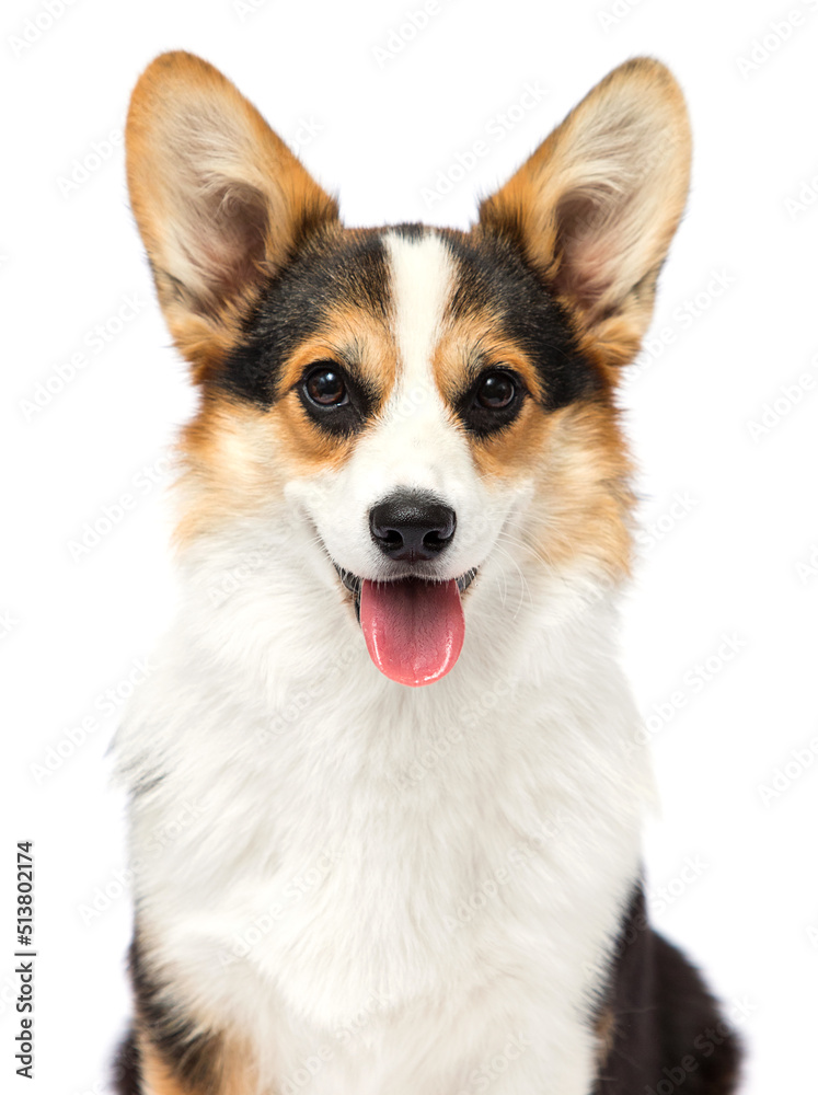 corgi dog isolated on white background