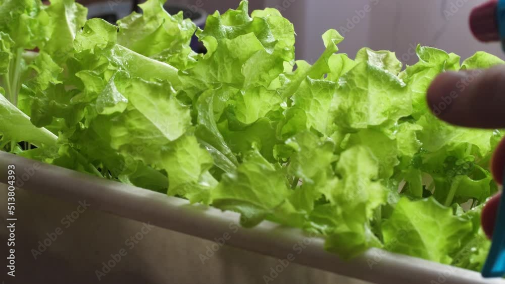 Closeup watering the leaves of green lettuce growing in a flower box