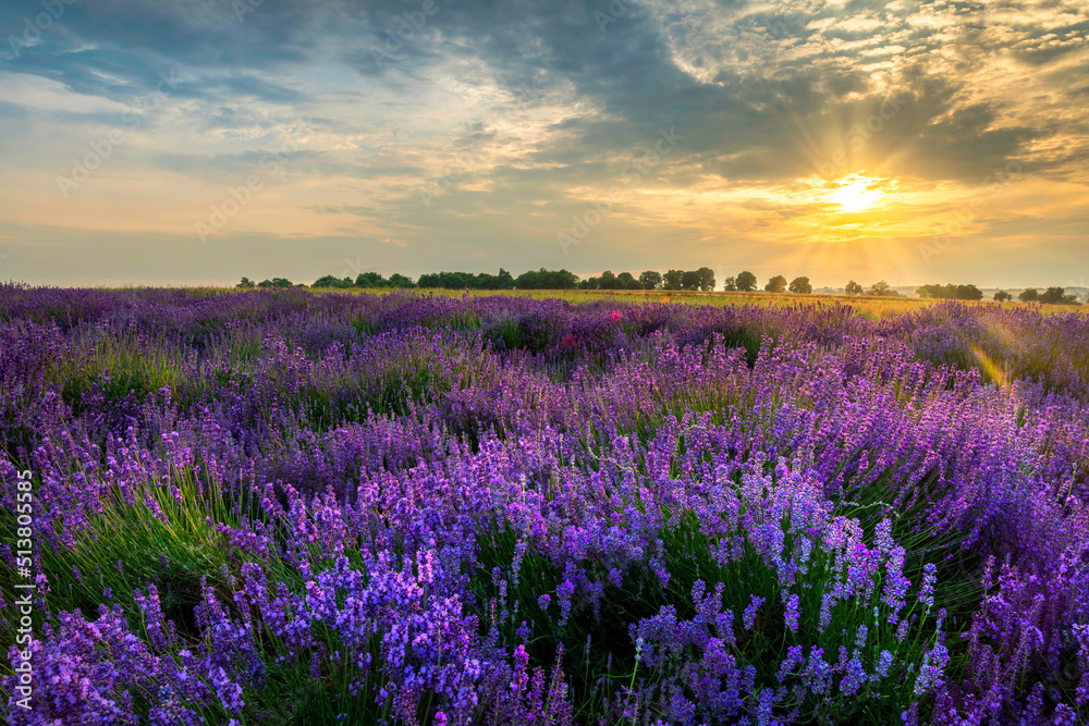 Fototapeta premium Berautiful summer sunset over lavender field