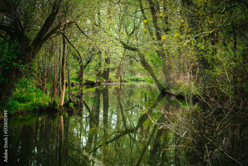 Misty and deep green forest and their reflection in the river water. Beautiful colorful natural landscape with a river surrounded by green foliage of trees in the sunlight. Beauty of nature concept