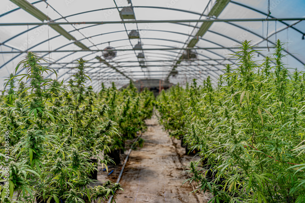 Hemp growing in a greenhouse Hemp growing in a greenhouse