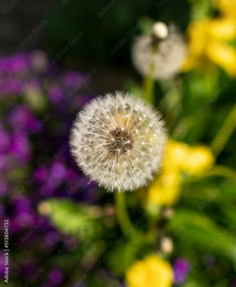 Close up shot of the seedhead of Taraxacum Close up shot of the seedhead of Taraxacum