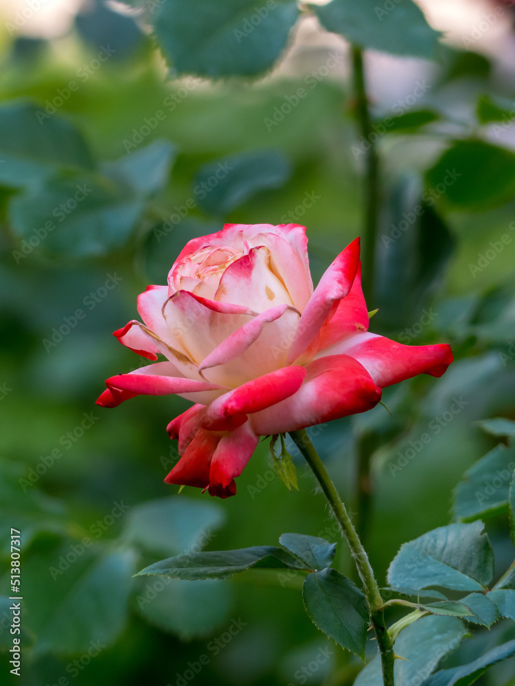 red and white rose in garden