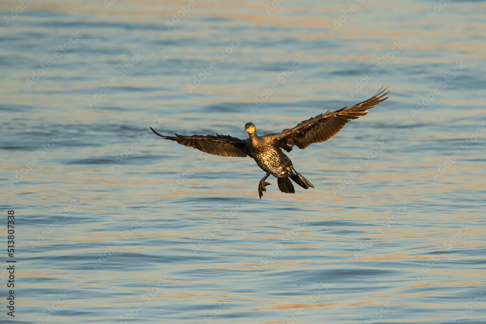 Obraz premium Great Cormorant (Phalacrocorax carbo) juvenile about to land on the water of a harbour