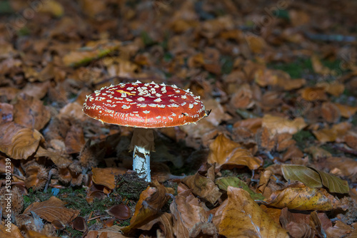 Fly Agaric (Amanita muscaria) growing between leaves in a forest