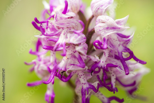 Close-up of flowers from Monkey Orchid (Orchis simia) photo