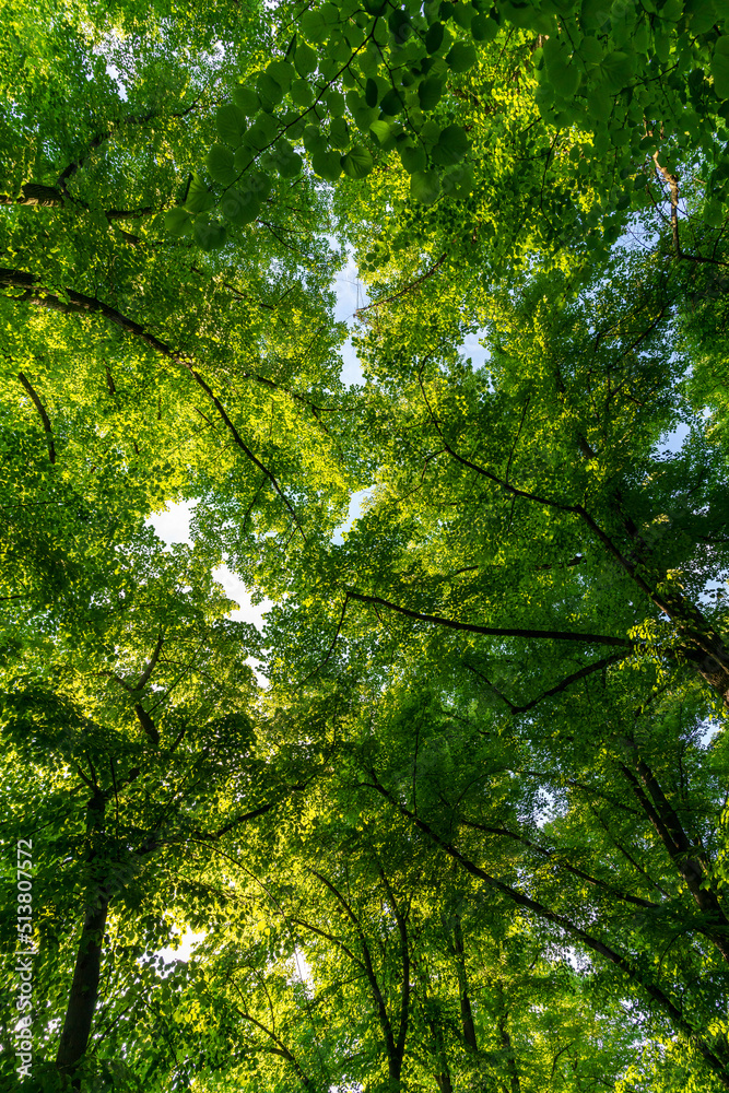 Fototapeta premium Trees in the forest