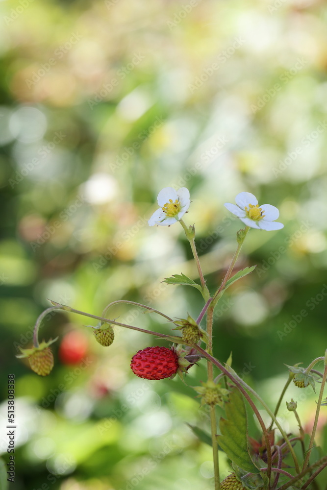 Flower and fruit of a wild woodland strawberry Flower and fruit of a wild woodland strawberry