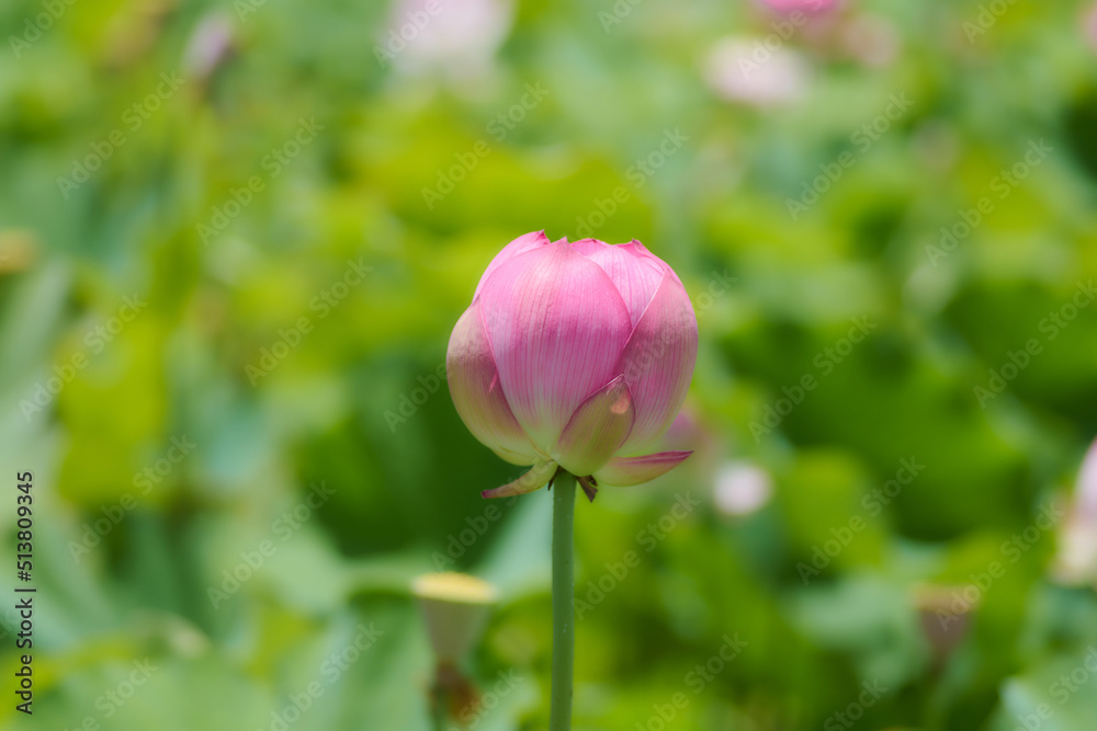 蓮の花