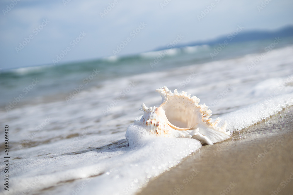 砂浜と貝がら 砂浜と貝がら