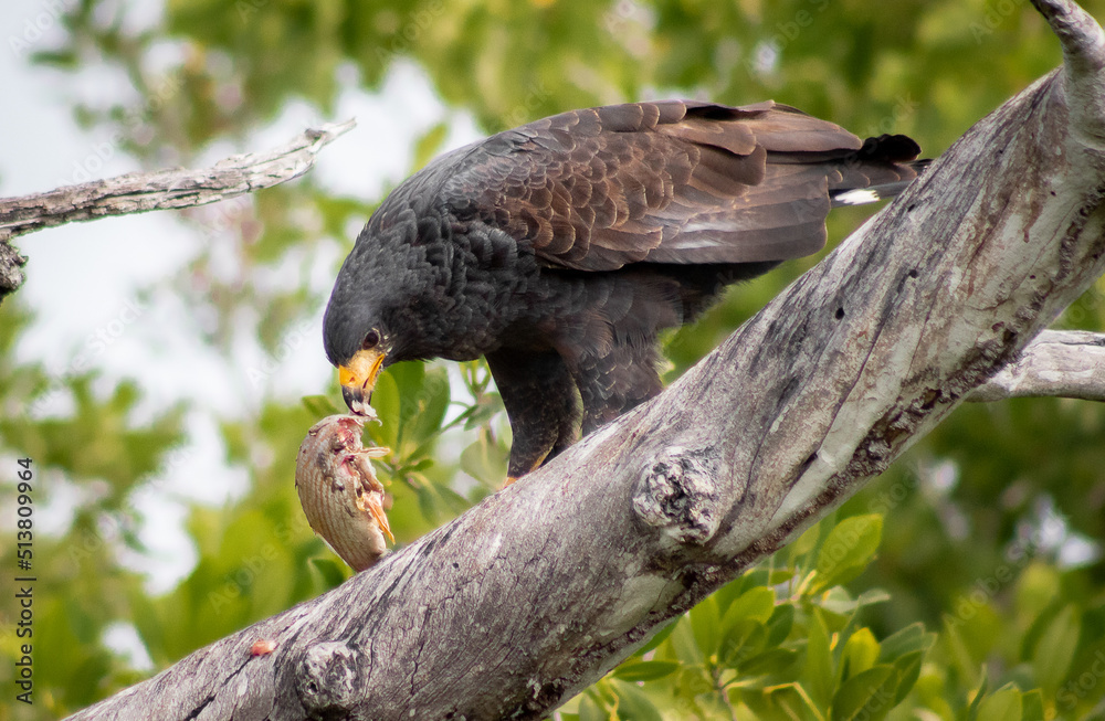 Black eagle standing on branch eating raw-fish with tropical forest in the background on a sunny afternoon in sian Kaan national park near Tulum Black eagle standing on branch eating raw-fish with tropical forest in the background on a sunny afternoon in sian Kaan national park near Tulum