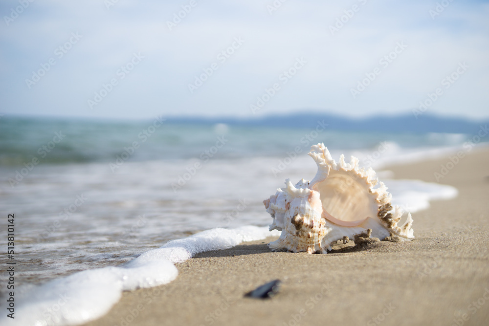 砂浜と貝がら 砂浜と貝がら