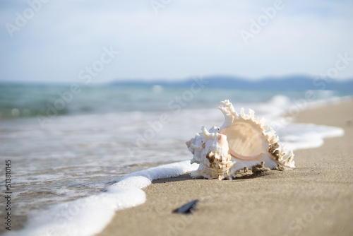 砂浜と貝がら © 歌うカメラマン
