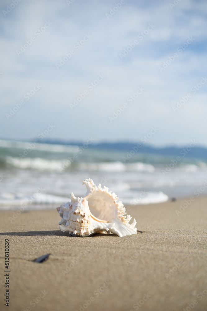 砂浜と貝がら 砂浜と貝がら