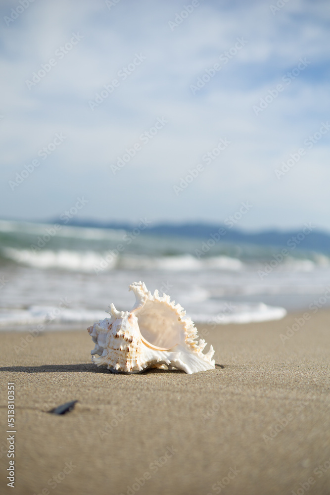 砂浜と貝がら 砂浜と貝がら