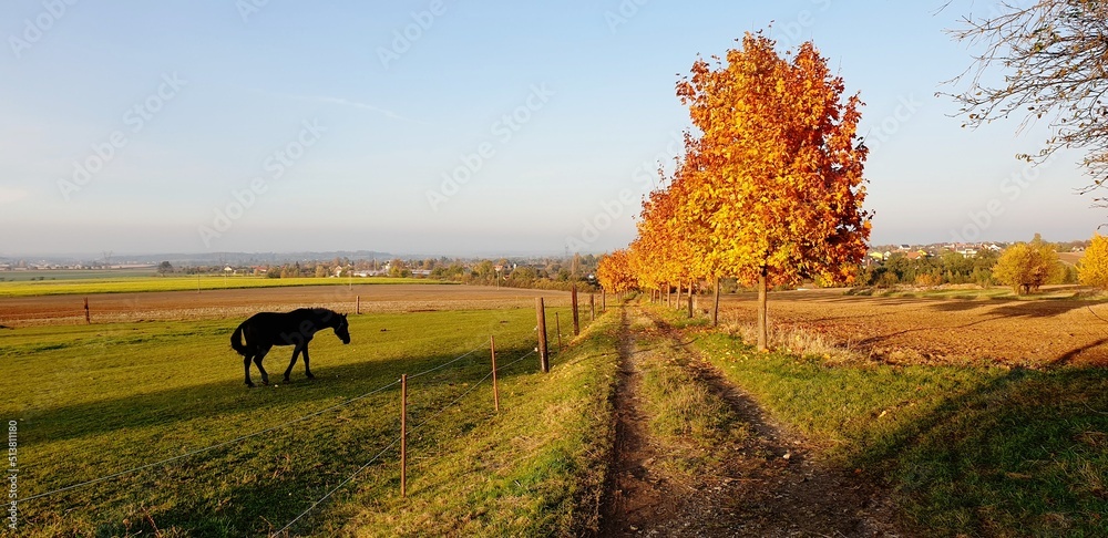 Fototapeta premium Horse at the farm in autumn