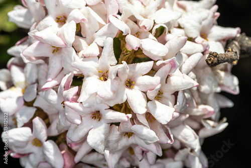 Flowers of ‘Koreanspice’ Viburnum (Viburnum carlesii) photo