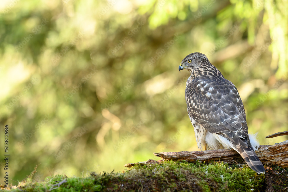 Northern goshawk (Accipiter gentilis) in forest, autumn light, green background Northern goshawk (Accipiter gentilis) in forest, autumn light, green background