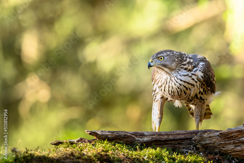 Northern goshawk (Accipiter gentilis) in forest, autumn light, green background