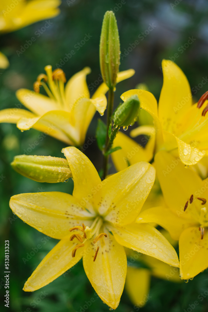 Close-up of a yellow lily flower. Hemerocallis is also called Lemon Lily, Yellow Daylily, Hemerocallis flava.Natural background. A flower in the garden after the rain. Close-up of a yellow lily flower. Hemerocallis is also called Lemon Lily, Yellow Daylily, Hemerocallis flava.Natural background. A flower in the garden after the rain.