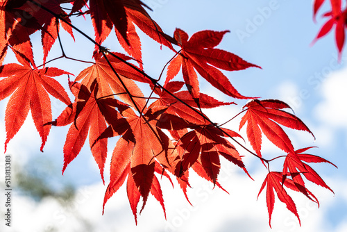 Redleaf Japanese Maple (Acer palmatum ‘Red Emperor’) photo