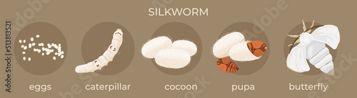 Silkworm. Stages of development: egg, caterpillar, cocoon, pupa,  butterfly. photo