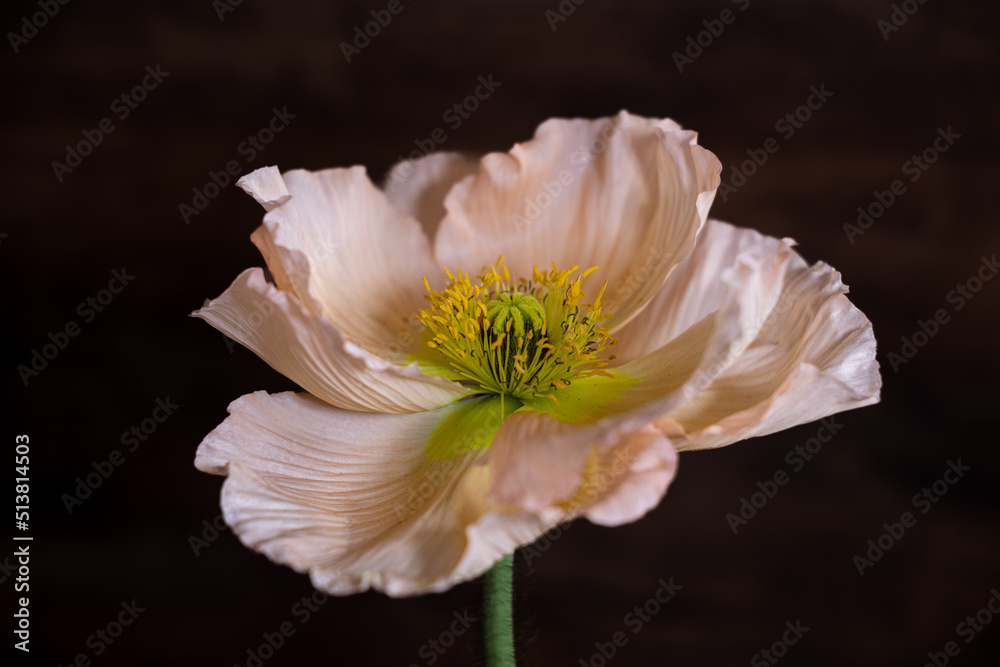 Fototapeta premium Wunderschöne aufgeblühte Klatschmohnblüte vor dunklem Hintergrund