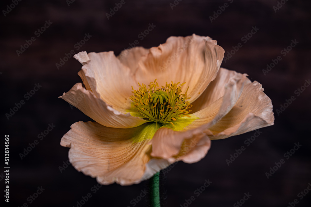 Fototapeta premium Wunderschöne aufgeblühte Klatschmohnblüte vor dunklem Hintergrund