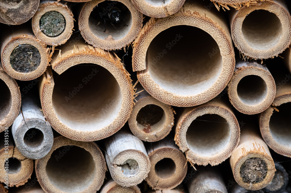 Nature Abstract: Close Look at a Collection of Bee Tubes