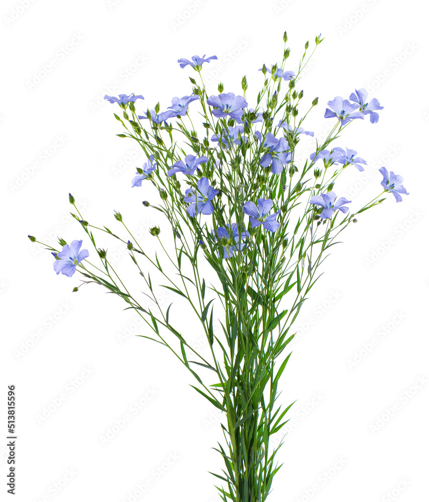 Fototapeta premium Flax flowers isolated on white background. Bouquet of blue common flax, linseed or linum usitatissimum.