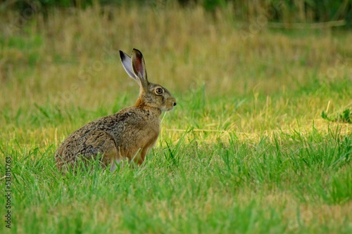 rabbit in the grass © Jen