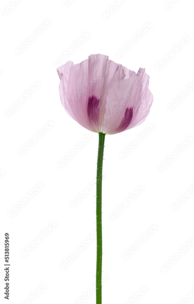 Poppy flower isolated on white background. Single pink opium poppy. Papaver somniferum. Clipping path. Poppy flower isolated on white background. Single pink opium poppy. Papaver somniferum. Clipping path.
