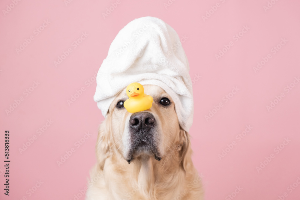 The dog is sitting on a pink background with a yellow duckling and soap bubbles. A golden retriever with a towel on his head takes a bath or a beauty treatment. - obrazy, fototapety, plakaty 